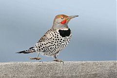 Northern Flicker